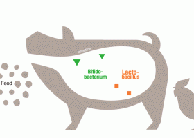 PREBIOTIC & PROBIOTIC