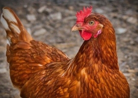 Ngành Chăn Nuôi - Thủy Sản