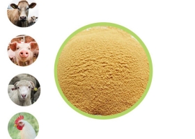 Bột Corn Steep Liquor 