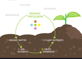 Nguyên Liệu Phân Hữu Cơ