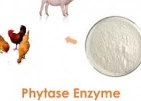 Phytase Chịu Nhiệt