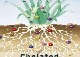 Vi Chất Phân Bón