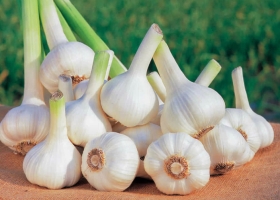 Tinh Dầu & Chiết Xuất Thực Vật